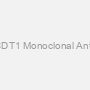 Anti-CDT1 Monoclonal Antibody